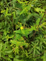 Hypericum sampsonii