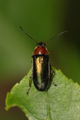 Osphya aeneipennis
