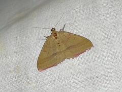 Rhodostrophia calabra