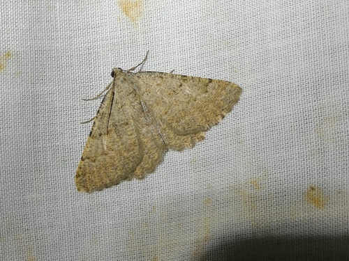 Odontognophos perspersata