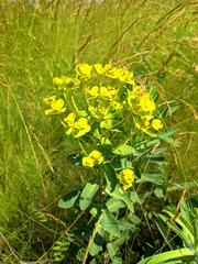 Euphorbia stepposa