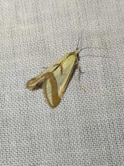 Emprepes pudicalis
