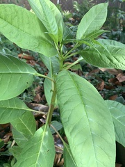 Phytolacca americana