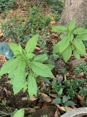 Phytolacca americana