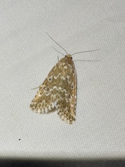 Alvaradoia disjecta