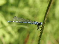 Enallagma laterale