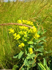 Euphorbia stepposa