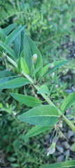Lycium barbarum