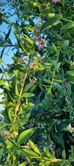 Lycium barbarum