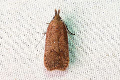 Dichomeris ventrellus