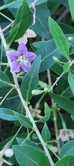 Lycium barbarum