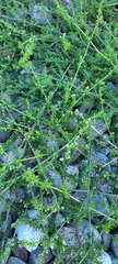Galium