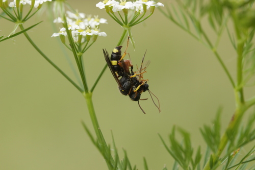 Ornate-tailed Digger Wasp photo 3