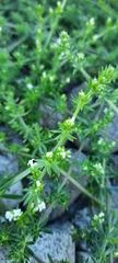 Galium
