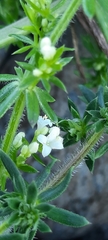 Galium
