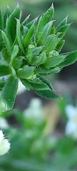 Galium