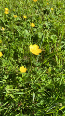 Ranunculus repens