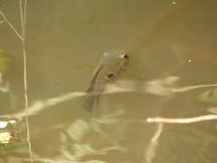 Cichlasoma orientale