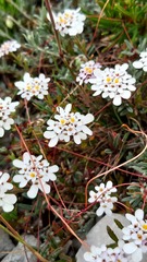 Iberis procumbens