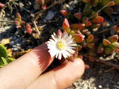 Delosperma guthriei