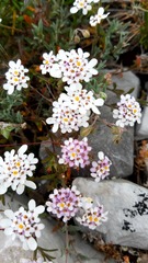 Iberis procumbens