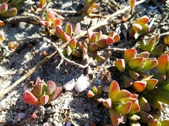 Delosperma guthriei