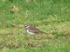 Charadrius vociferus