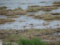 Himantopus mexicanus