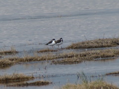 Himantopus mexicanus