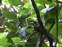 Psilopogon rafflesii