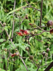 Scrophularia scorodonia