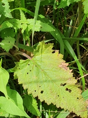 Scrophularia scorodonia