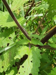 Scrophularia scorodonia