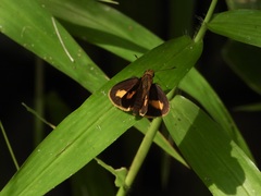 Oriens paragola