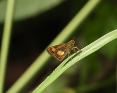 Oriens paragola