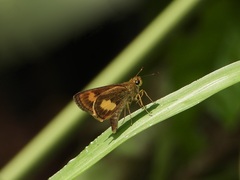 Oriens paragola