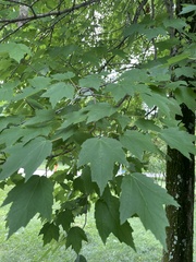 Acer rubrum