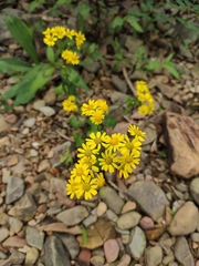 Sinosenecio oldhamianus