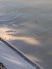 Scardinius erythrophthalmus