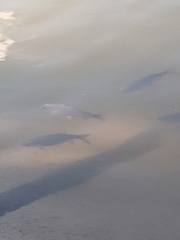 Scardinius erythrophthalmus