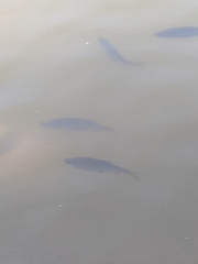 Scardinius erythrophthalmus