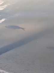 Scardinius erythrophthalmus