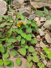 Lysimachia tashiroi