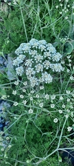 Apiales