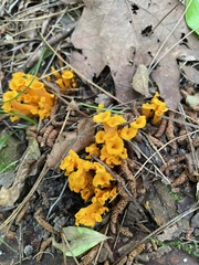 Craterellus odoratus