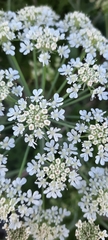 Apiales