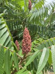 Rhus typhina