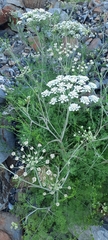 Apiales