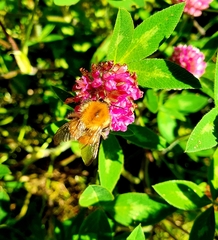 Bombus pascuorum