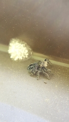 Phidippus borealis